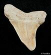Inch Summerville Fossil Mako Shark Tooth #2837-1